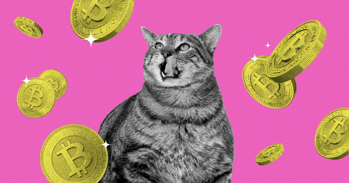 Bitcoin cat