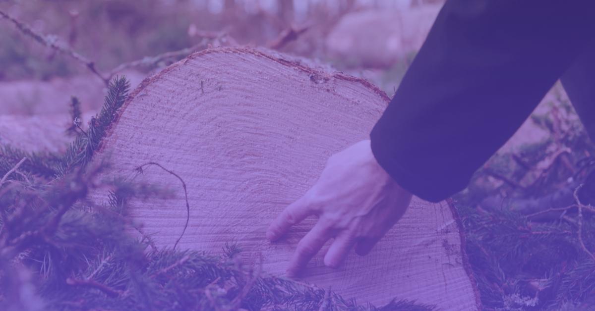 Hand touching wood represents investing in forestry through Debitum