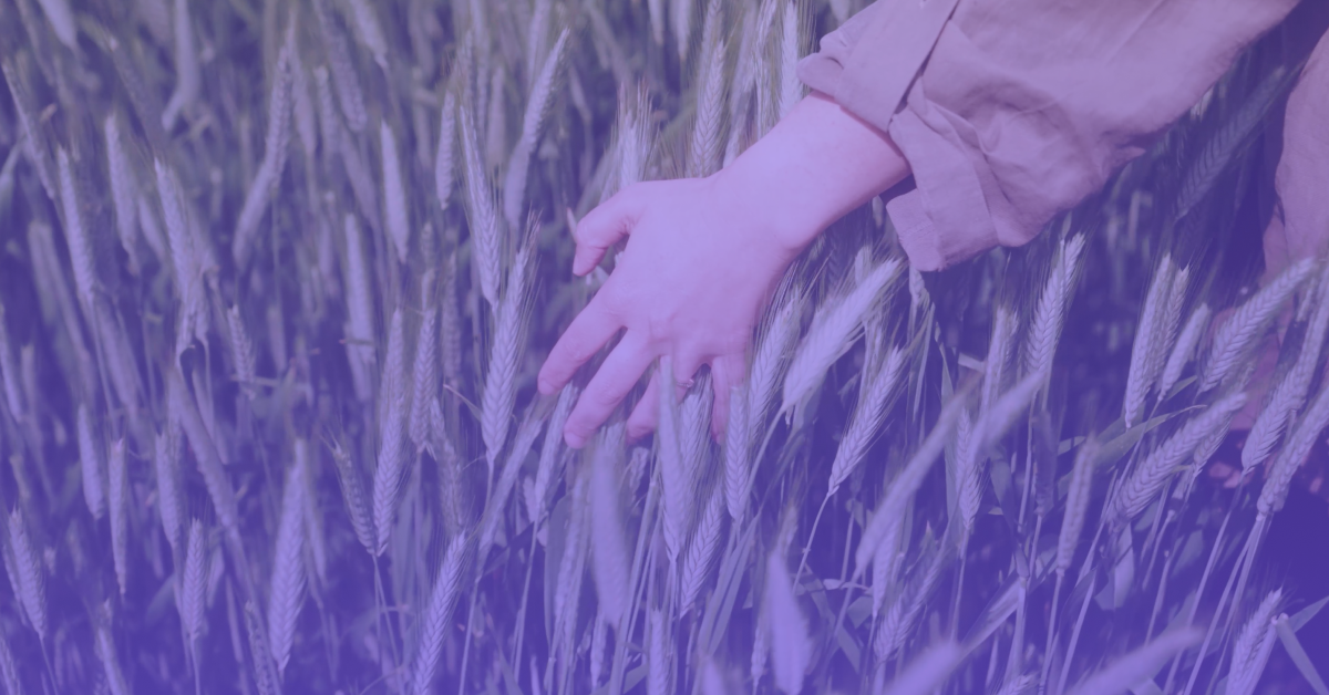 Hand touching rye representing Baltic Terra